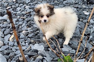 Poppy - Pomeranian for sale