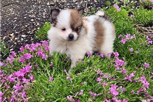 Paisley - puppy for sale