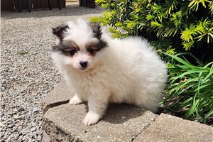 Poppy - puppy for sale