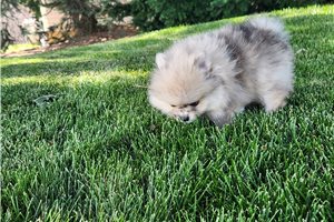 Timmy - Pomeranian for sale