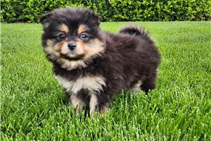 Pandora - Pomeranian for sale