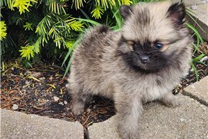 Paris - puppy for sale