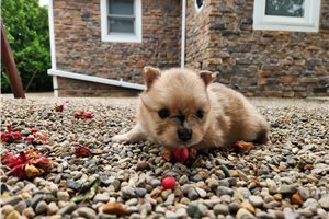 Taffy - puppy for sale