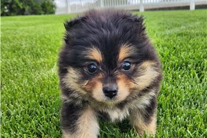 Pandora - Pomeranian for sale