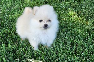 Thomas - Pomeranian for sale