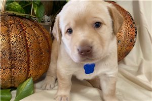 Ryker - Labrador Retriever for sale