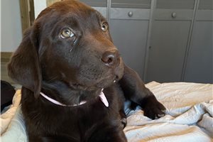 Auli - Labrador Retriever for sale