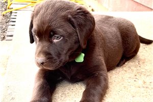 Drumstick - Labrador Retriever for sale