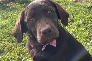 Auli - Labrador Retriever for sale