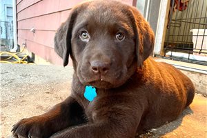 Dwayne - Labrador Retriever for sale