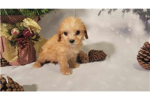 Jayla - Mixed/Other for sale
