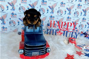 McDuff - puppy for sale
