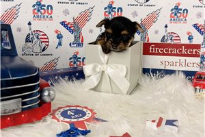 Cerise - puppy for sale