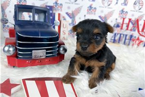 Niles - Yorkshire Terrier - Yorkie for sale