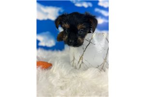 Andy - Yorkshire Terrier - Yorkie for sale