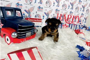 McGregor - puppy for sale