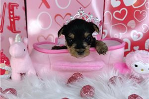 Echo - Yorkshire Terrier - Yorkie for sale