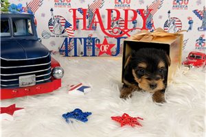 Chakra - Yorkshire Terrier - Yorkie for sale