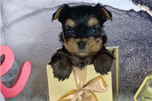 Asher - Yorkshire Terrier - Yorkie for sale