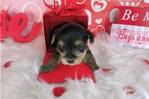 Jace - Yorkshire Terrier - Yorkie for sale
