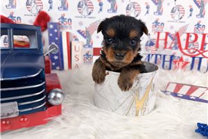 Naomi - puppy for sale