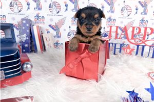 Nico - puppy for sale