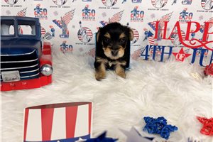 Cornelius - puppy for sale