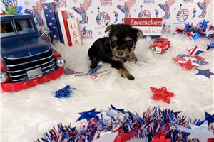 Celtie - puppy for sale