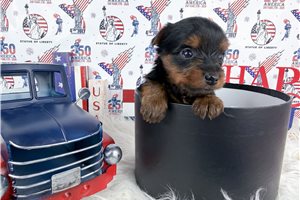 Nuroo - puppy for sale