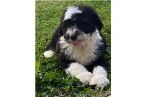 Colson - Sheepadoodle for sale
