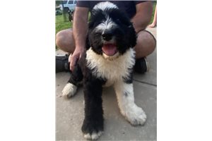 Cyril - Sheepadoodle for sale