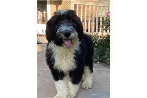 Colson - Sheepadoodle for sale