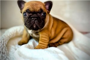 Amiyah - French Bulldog for sale
