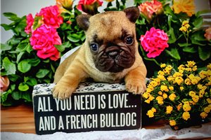 Arrow - French Bulldog for sale
