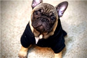 Button - French Bulldog for sale