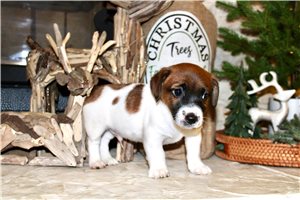 Beau - Jack Russell Terrier for sale