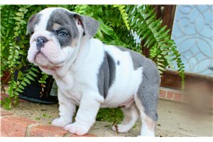 Milo - puppy for sale