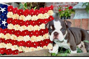 Duke - English Bulldog for sale