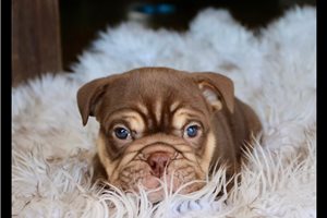 Maverick - puppy for sale