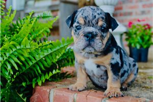 Rocky - puppy for sale