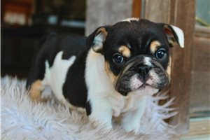 Bella - English Bulldog for sale