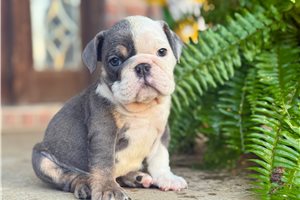Prissy - English Bulldog for sale
