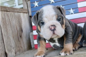 Gus - English Bulldog for sale