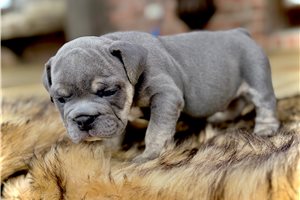 Smoky - English Bulldog for sale