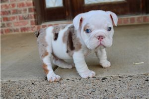 Spot - English Bulldog for sale