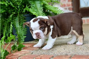 Cooper - puppy for sale