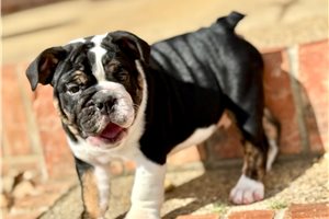 Spike - English Bulldog for sale