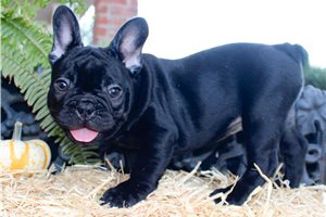 Jett - French Bulldog for sale