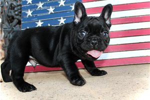 Jett - French Bulldog for sale