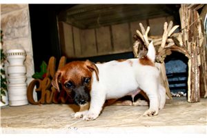 Junior - Jack Russell Terrier for sale